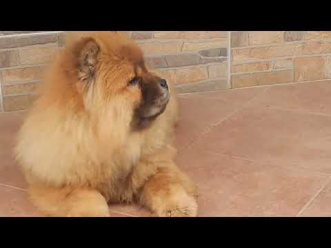 Perros Chow Chow en venta