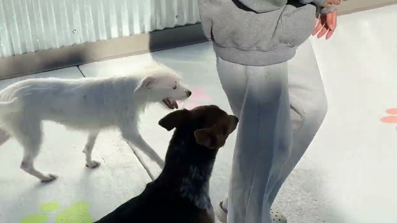 Enlarge Screech - I am only 23 lbs!, a Adoptable mixed breed in San Antonio, TX video 6/6