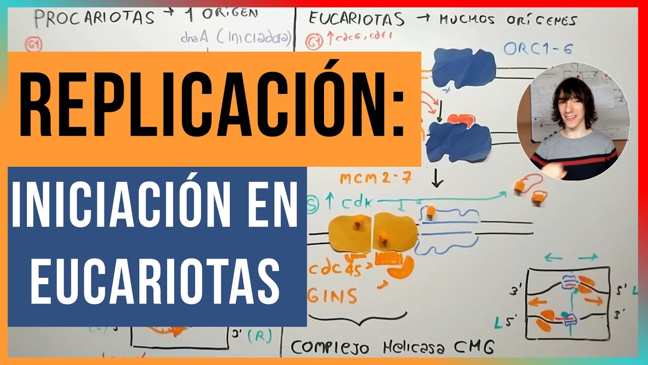 Iniciación de la Replicación en Eucariotas