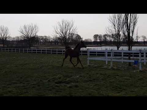 CL El Raheesh video april 2018