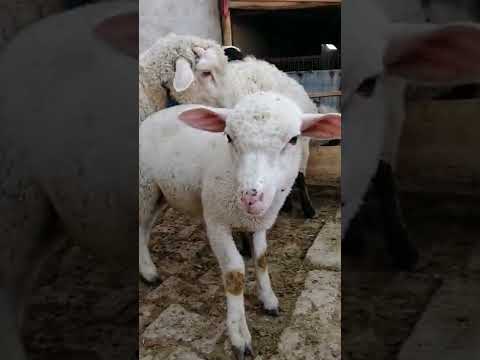 Merinos ve france melezi ufaklık