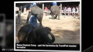 preview picture of video 'Maesa Elephant Camp - Chiang Mai, Thailand'