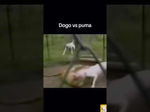 DOGO ARGENTINO ATTACK PUMA | PUMA VS DOGO FIGHT | DOG VS LION REAL FIGHT