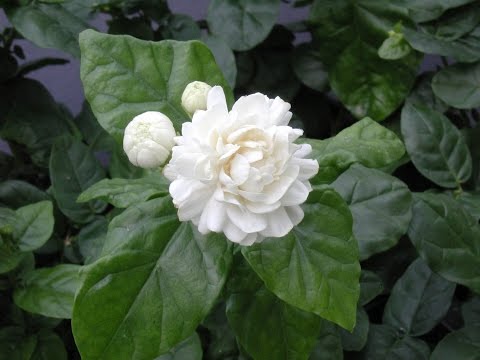 How to grow jasmine flower