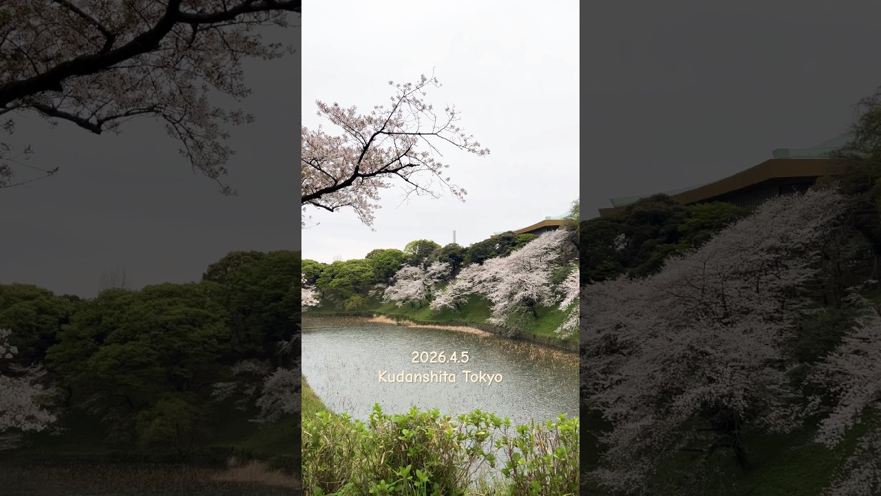 2026.4.5東京九段下の桜🌸