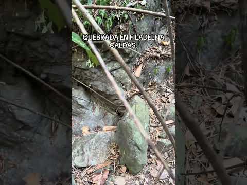 QUEBRADA EN FILADELFIA-CALDAS.