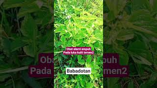 Download lagu tanaman babadotan obat alami pada luka kulit #obatlukaalami #herbalalami #babadotan mp3