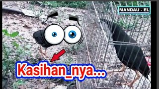 Download lagu Burung Ruak Ruak pikat terbaik. mp3 Download lagu Burung Ruak Ruak pikat terbaik. mp3