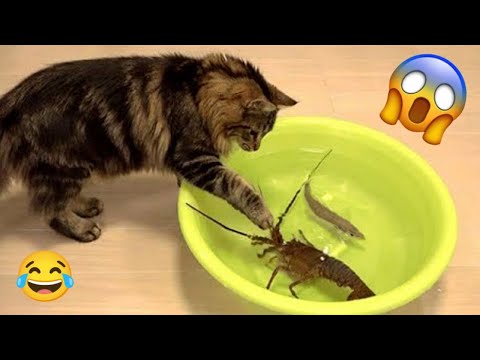 Try Not To Laugh Impossible | Funny Cats and Dogs 🐶😹😂| You Laugh You Lose #4