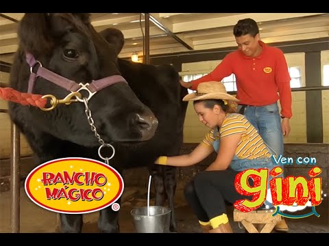 Ordeñar una vaca para niños / esquilar ovejas para niños / Rancho Mágico como llegar