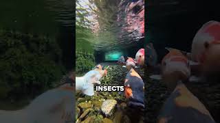 Why Japan Dumps Fish in The Sewer 🤯