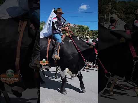 Desfile com BOI DE SELA em Pedra do Indaiá.