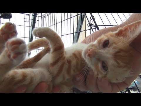 Kitten becomes so playful after his eyes are treated (INDY's Story) Video