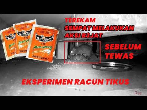 Review Racun Tikus  MaoWang Beras Pink | Terbukti AMPUH Bunuh Tikus !!!