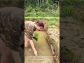 Rice Planting in Paddy Field: Woman Plants Rice Seedlings by Hand