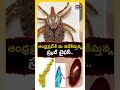 AP High Alert: ప్రాణాలు తీస్తున్న స్క్రబ్ టైఫస్ | Scrub Typhus Cases Rising in Andhra - Video