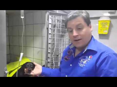 Recuperación  perrita "Linda"  post cirugia I