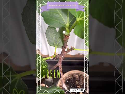 効果的な予防と同時に苗木をケラコオロギから守るにはどうすればよいでしょうか?  庭園