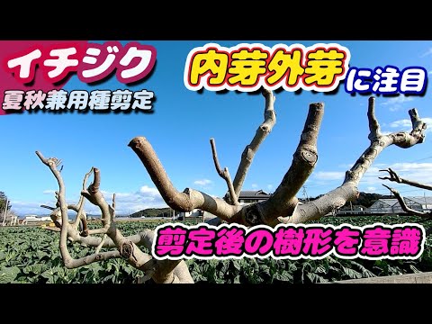 背が高すぎるイチジクの木を剪定するにはどうすればよいですか？簡単なヒントに従ってください。  庭園