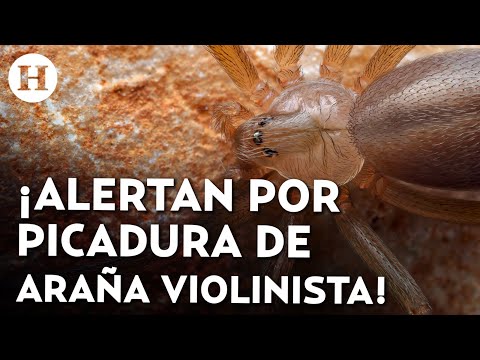 ¿Cuáles son los síntomas por picadura de araña violinista? Esto debes hacer si te encuentras con una