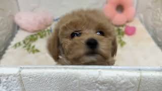 ハーフ犬の動画01