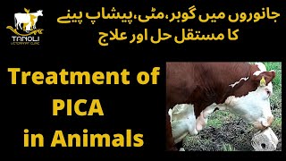 Download lagu Pica in Animals Treatment||جانوروں میں گوبر،مٹی،پیشاپ پینے کا مستقل حل اور علاج||Tanoli Vet Clinic mp3 Download lagu Pica in Animals Treatment||جانوروں میں گوبر،مٹی،پیشاپ پینے کا مستقل حل اور علاج||Tanoli Vet Clinic mp3