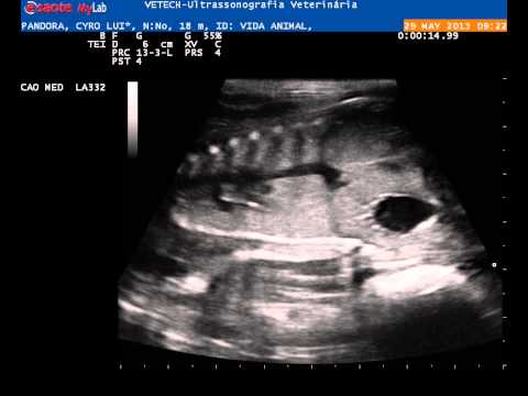 GESTAÇÃO PANDORA - PROP. CYRO LUIZ LEITE - 29/05/2013