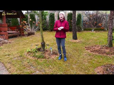 Mikoryza, co to jest i czy nasze rośliny i ogród tego potrzebują.