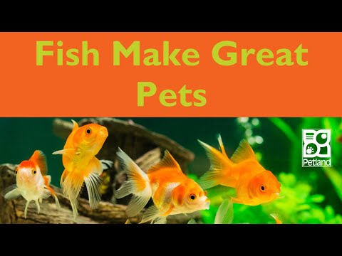 Swim To Petland For Pet Fish