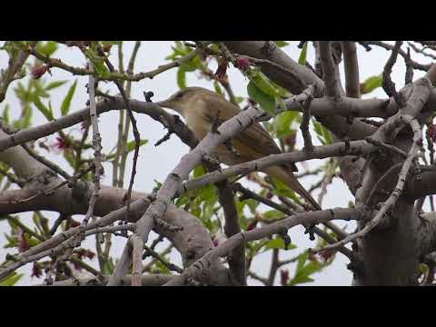 Great Reed Warbler, Acrocephalus arundinaceus zarudnyi, Bad Afshan, Iran, 12 Apr 2019