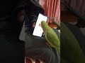 Intelligent Parrot