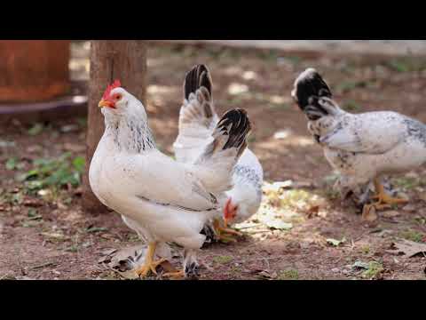 Frag eine Biologin: warum krähen Hähne?