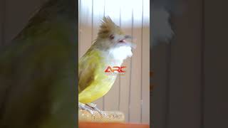 Download lagu CUCAK JENGGOT ISIAN LOVEBIRD mp3 Download lagu CUCAK JENGGOT ISIAN LOVEBIRD mp3