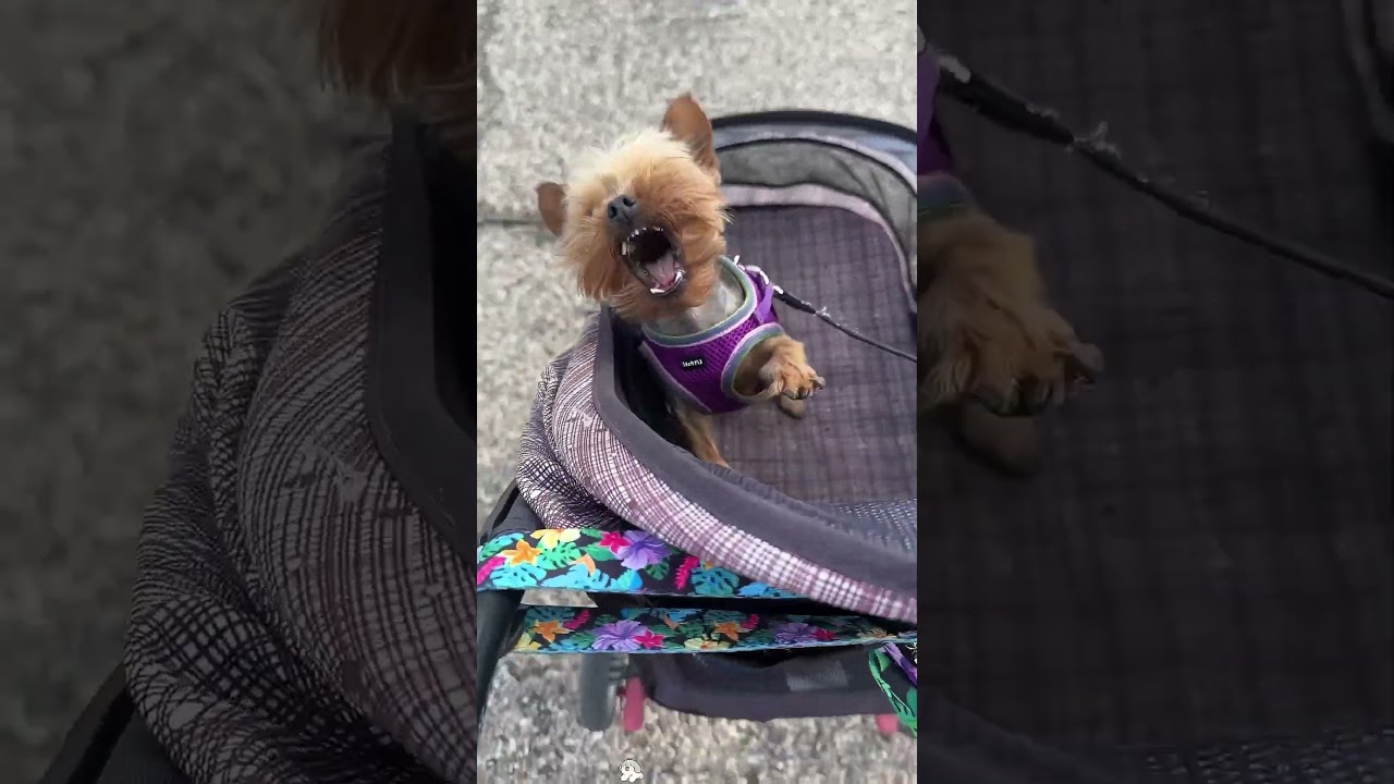 Angry and cute Yorkshire terrier 🤣🤪#dog #funny #youtube #foryou #cute #fyp