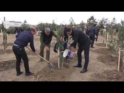 Fövqəladə Hallar Nazirliyi növbəti ağacəkmə aksiyası keçirib