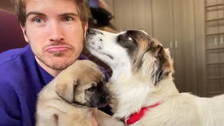 Saying Goodbye To My Pregnant Foster Dog...