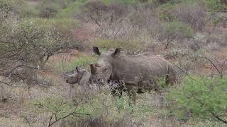 preview picture of video 'Limpopo Safaris'