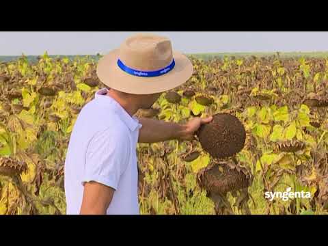 Testimonial floarea-soarelui Syngenta - Cristian Ionuț Cioi