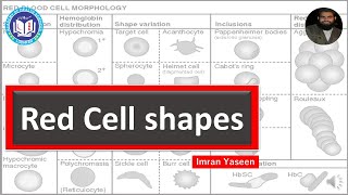 Download Lagu Abnormal shapes of RBCs: Pathophysiology u0026 clinical significance | Hematology | by Imran Yaseen Thumbnail