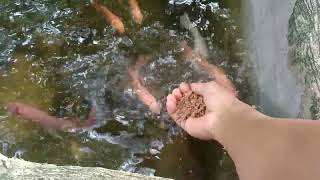 Download lagu CARA BUDIDAYA IKAN NILA SLAYER ATAU KUMPAY mp3