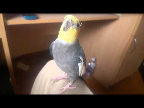 Nimfų patinėlis, 3 metai  :)