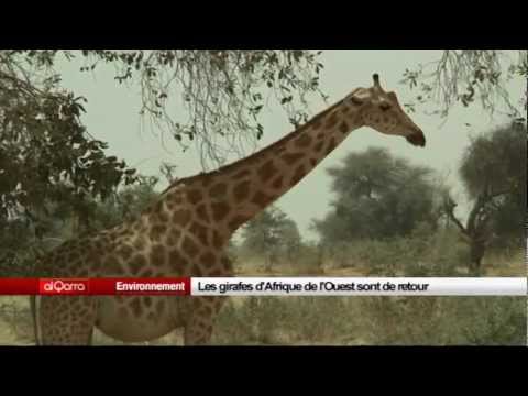 pourquoi la girafe a des taches