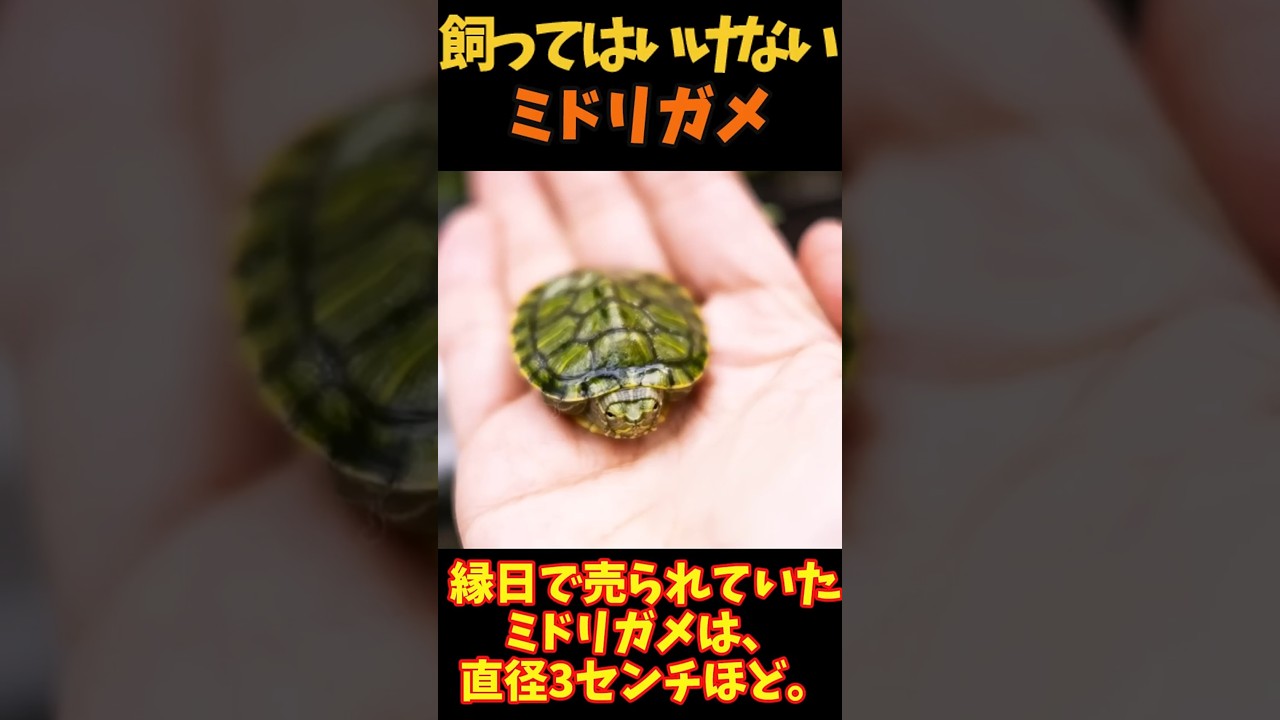 【ゆっくり解説】 飼ってはいけないミドリガメ