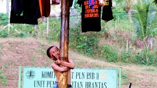 Download lagu PANJAT PINANG TERCEPAT❗ BIKIN LAWAN NGACIR mp3