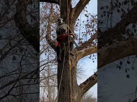 SRT CLIMBING #professional #climber #professional #treework #staysafe #arborist