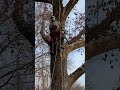 SRT CLIMBING #professional #climber #professional #treework #staysafe #arborist
