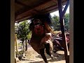 Bikin Ngakak Barongan Kejedot Genteng