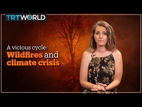 Are wildfires and the climate crisis creating a vicious cycle?