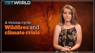 Are wildfires and the climate crisis creating a vicious cycle?