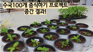 수국100개증식 프로젝트 중간결과공개!